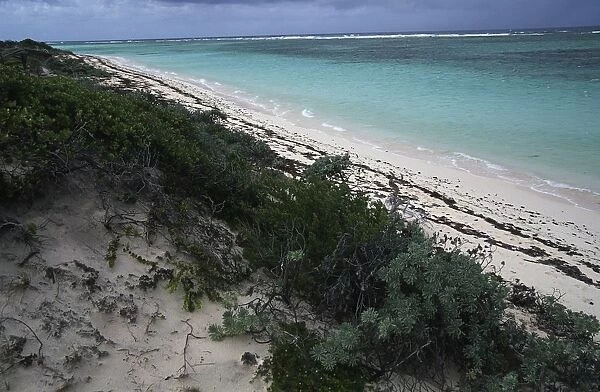 Leeward Islands, Virgin Islands, Anegada Island, Windlass Bight, vegetation along beach