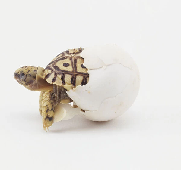 Leopard Tortoise (Geochelone pardalis) eggshell with tortoise crawling out