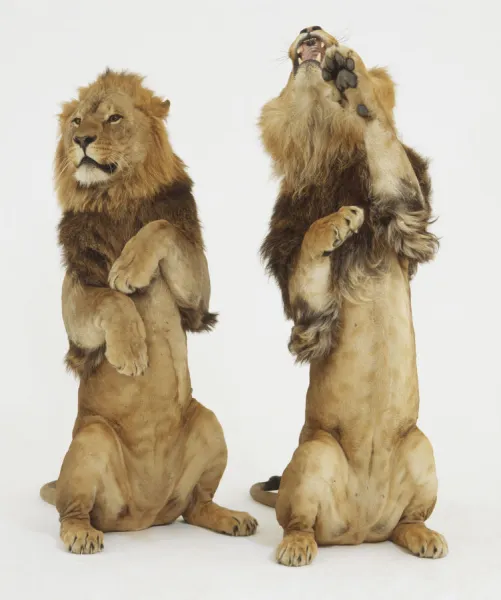 Two Lions (Panthera leo) standing upright on their hind legs, front view