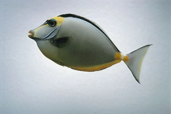 Lipstick tang (Naso tang) fish, side view