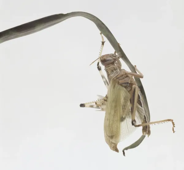 Locust Wings Locust Vs. Grasshopper Traits And Behaviors