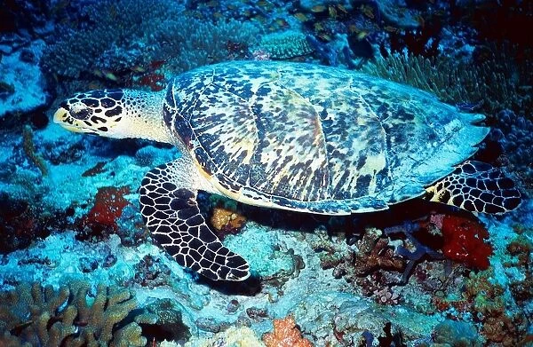 Maldives. Turtle. Ocean Floor