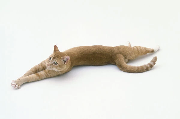 Male ginger cat lying on side with legs outstretched