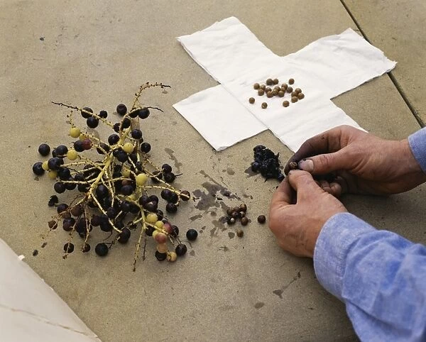 Man removing caryota palm seeds from fruit, and seeds on tissue