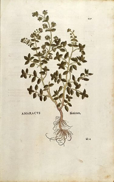 Marjoram - Origanum majorana (Amaracus) by Leonhart Fuchs from De historia stirpium commentarii insignes (Notable Commentaries on the History of Plants) colored engraving, 1542