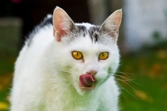 Framed Print : Cat Eats Cat Eats (Cat) Print Framed Print : Cat Eats Cat Eats (Cat) Print