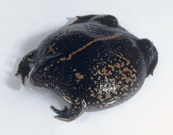 Mexican burrowing toad (Rhinophrynus dorsalis), close-up, high angle view