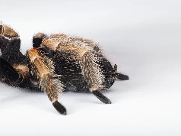 Mexican Red Kneed Tarantula (Brachypelma smithi) part of hairy body and back legs, close-up