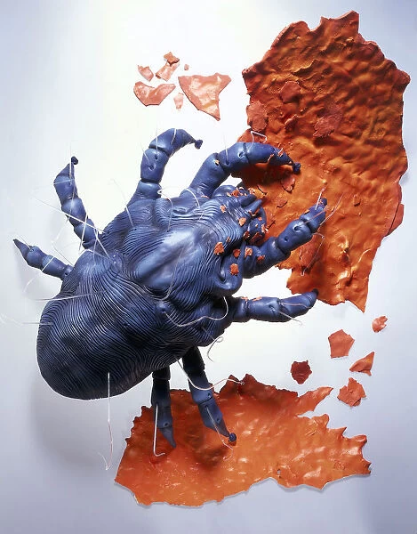 Model of House Dust Mite (Dermatophagoides pteronyssinus), view from above