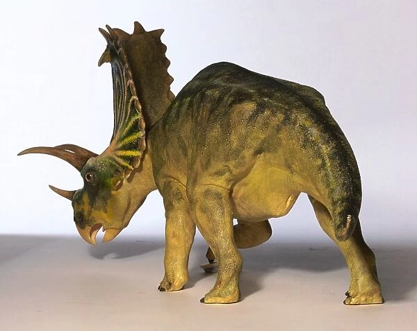 Model of Pentaceratops dinosaur, 3  /  4 angle, facing away