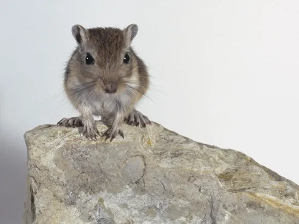 Mongolian Gerbil Gerbil Care Guide: Habitat, Diet, And Daily Care