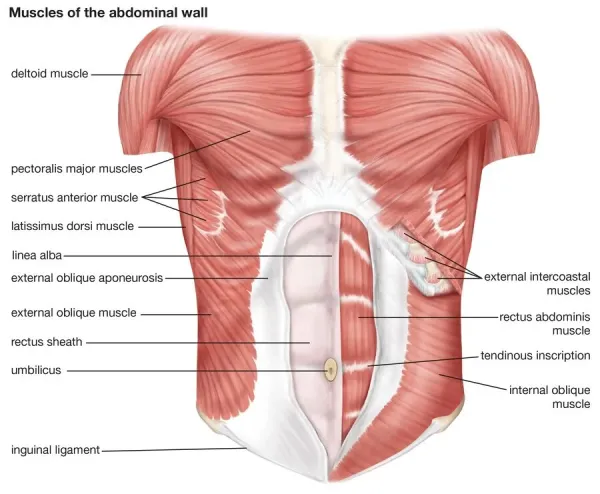 The Muscles of the Human Abdominal Wall Print Art