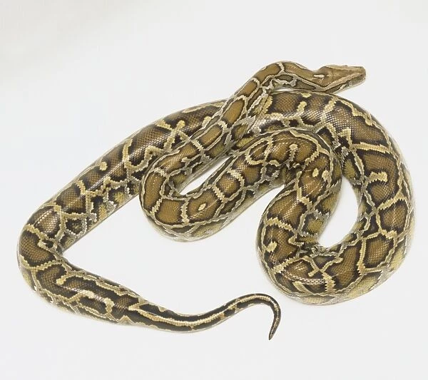 Overhead view of a coiled Burmese Python showing the rich skin colours and distinctive pattern