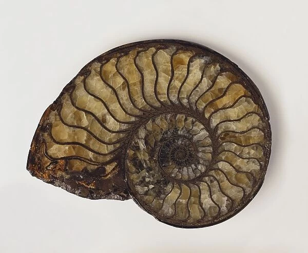 Oxynoticeras: Pyritized Ammonite shell fossil