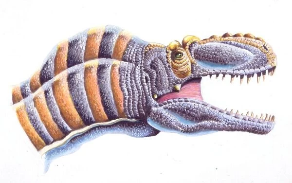 Palaeozoology, Cretaceous period, Maleevosaurus (head), illustration by Steve White