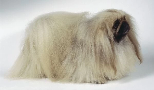 A Pekingese dog with a dark-colored face. Available as Framed Prints,  Photos, Wall Art and other products #9480597
