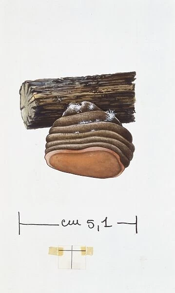 Phellinus pomaceus, illustration