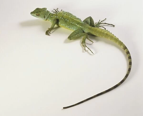 Plumed Basilisk (Basiliscus plumifrons), lizard with very long slender tail, overhead view