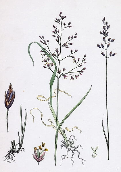 Poa dissitiflora, Glaucous Meadow-grass