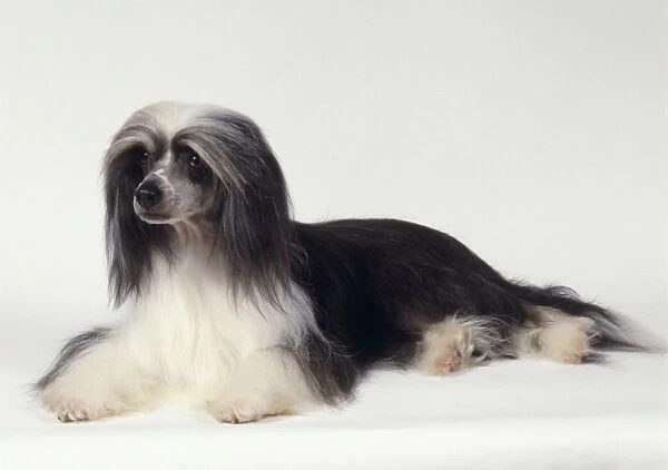 Powder puff: Black and white Chinese Crested Powderpuff dog