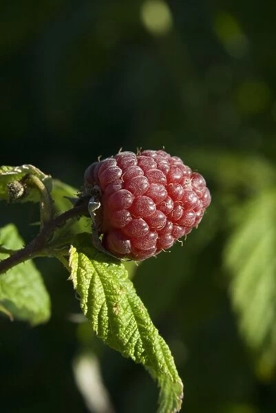 Raspberry on stem, close-up
