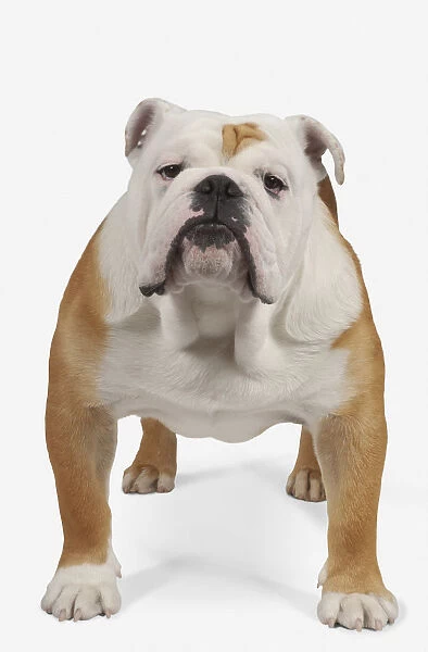 Red-brown and white Bulldog standing, front view