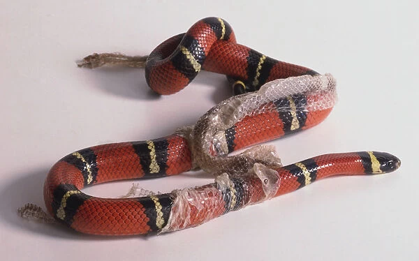 Red snake with black and gold hoops shedding its skin