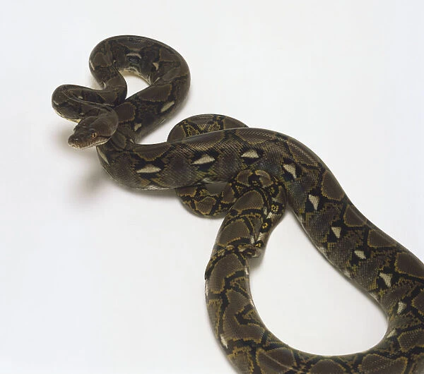 Reticulated Python (Python reticulatus), elevated view