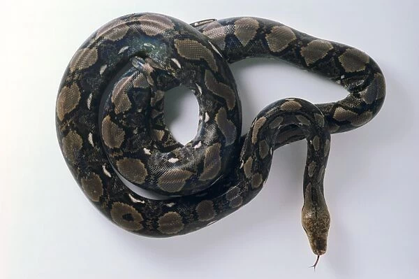 Reticulated python (Python reticulatus), coiled
