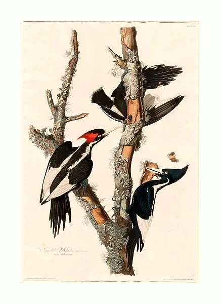 Robert Havell After John James Audubon