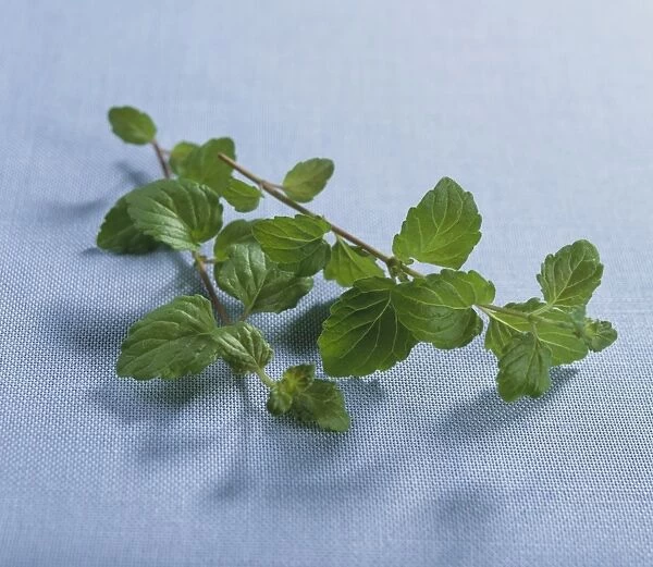 Satureja douglasii (Indian mint, Yerba buena), sprig of mint leaves