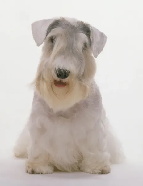 Sealyham Terrier Print Front Art Prints, Posters Puzzles