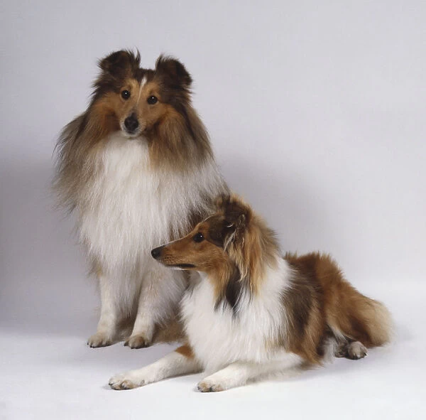 Seated Shetland Sheepdog, facing forwards, with small, semi-erect ears which are close-set. A second dog is lying next to it, and displaying the long, harsh topcoat typical of the breed