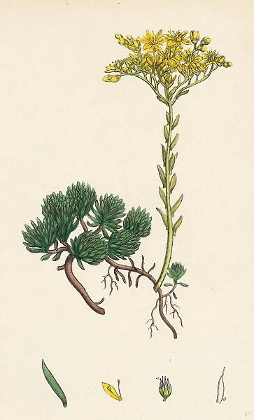 Sedum Forsterianum, Forsters Stone-crop