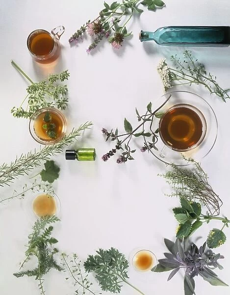 The Herbal Geek – Traditional Herbalism, Wild Herbs Uses and Homemade  Preparations