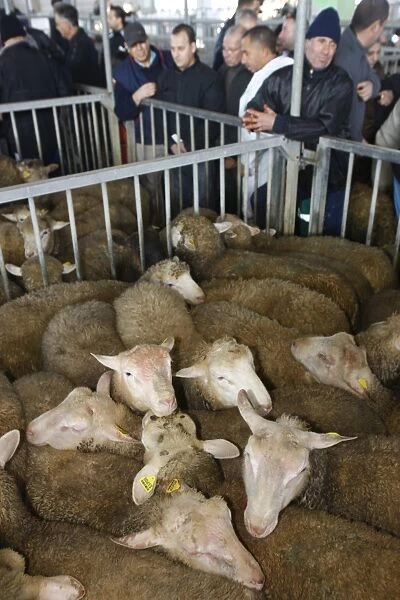 Sheep for the muslim Eid-el-Kebir festival