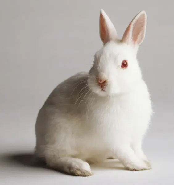 White Rabbit Close-up Print (Pets). Art Prints, Posters & Puzzles