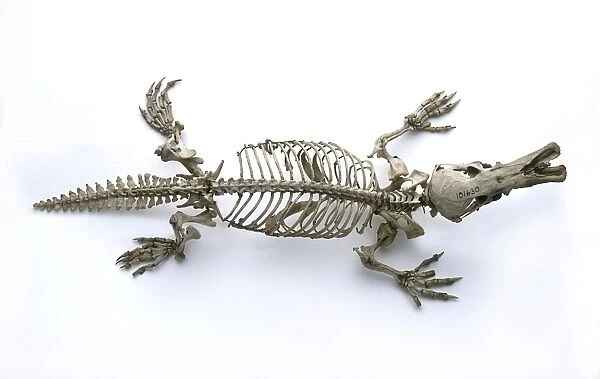 Skeleton of Duck-billed platypus (Ornithorhynchus anatinus), view from above