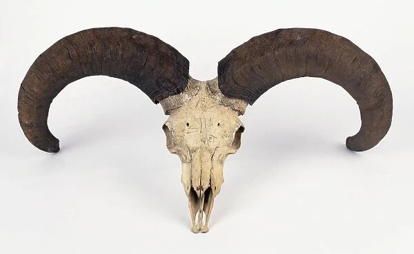Skull of Bharal or Blue sheep (Pseudois nayaur)