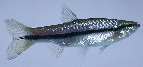 Slender rasbora: a silver plump fish with a long dark horizontal line across it