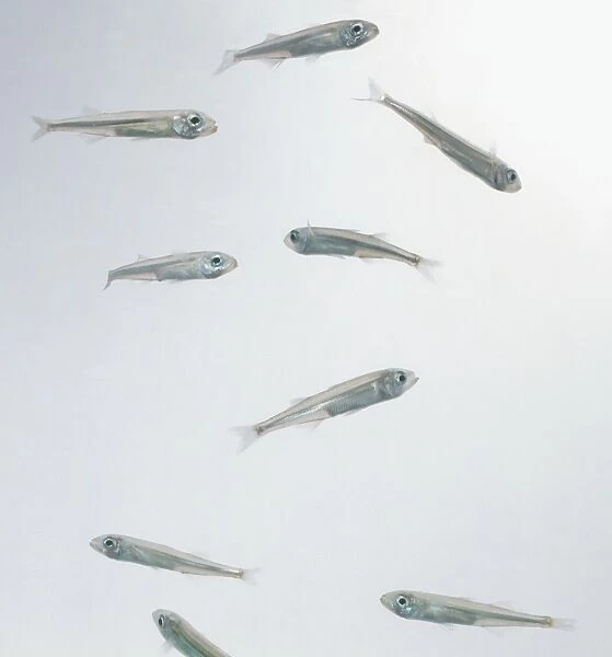 Smelt (Osmeridae), group of small fish For sale as Framed Prints, Photos,  Wall Art and Photo Gifts