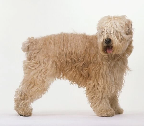 Soft-coated Wheaten Terrier, standing, side view