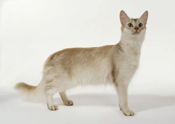 Sorrel Silver Somali cat with almond-shaped, hazel-coloured eyes and chocolate tip to tail, standing