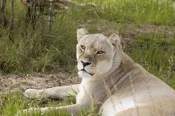 South Africa, Western Cape, Drakenstein Lion Park, lioness resting
