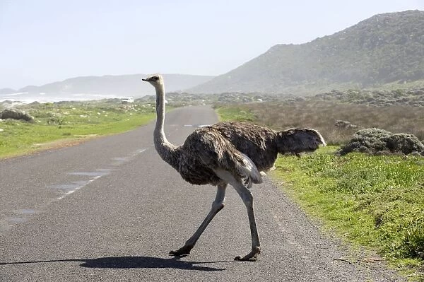 South Africa, Western Cape, wild ostrich crossing a road