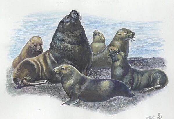 South American sea lion Otaria flavescens or byronia, illustration