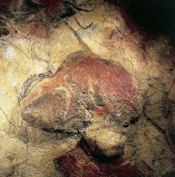Spain, Cantabria, Altamira Cave, Paleolithic Cave Art, painting depicting a bison