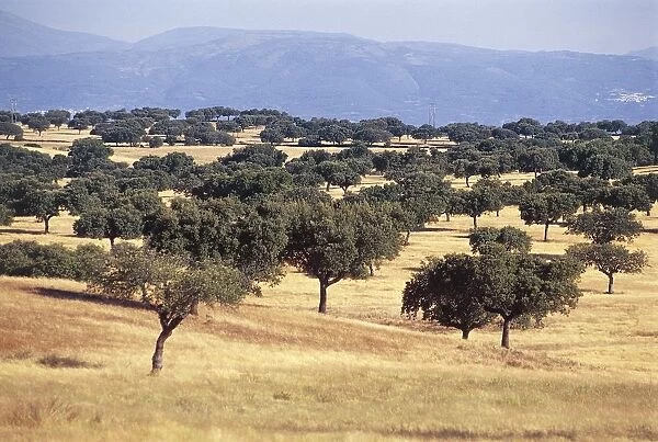 Spain, Extremadura, Monfrague National Park, landscape near Villarreal de San Carlos