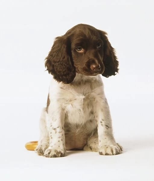 Spaniel puppy with a brown head liver spotted body