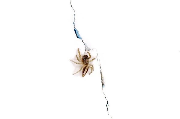 Spider on the Wall